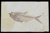 Detailed Diplomystus Fish Fossil From Wyoming #32757-1